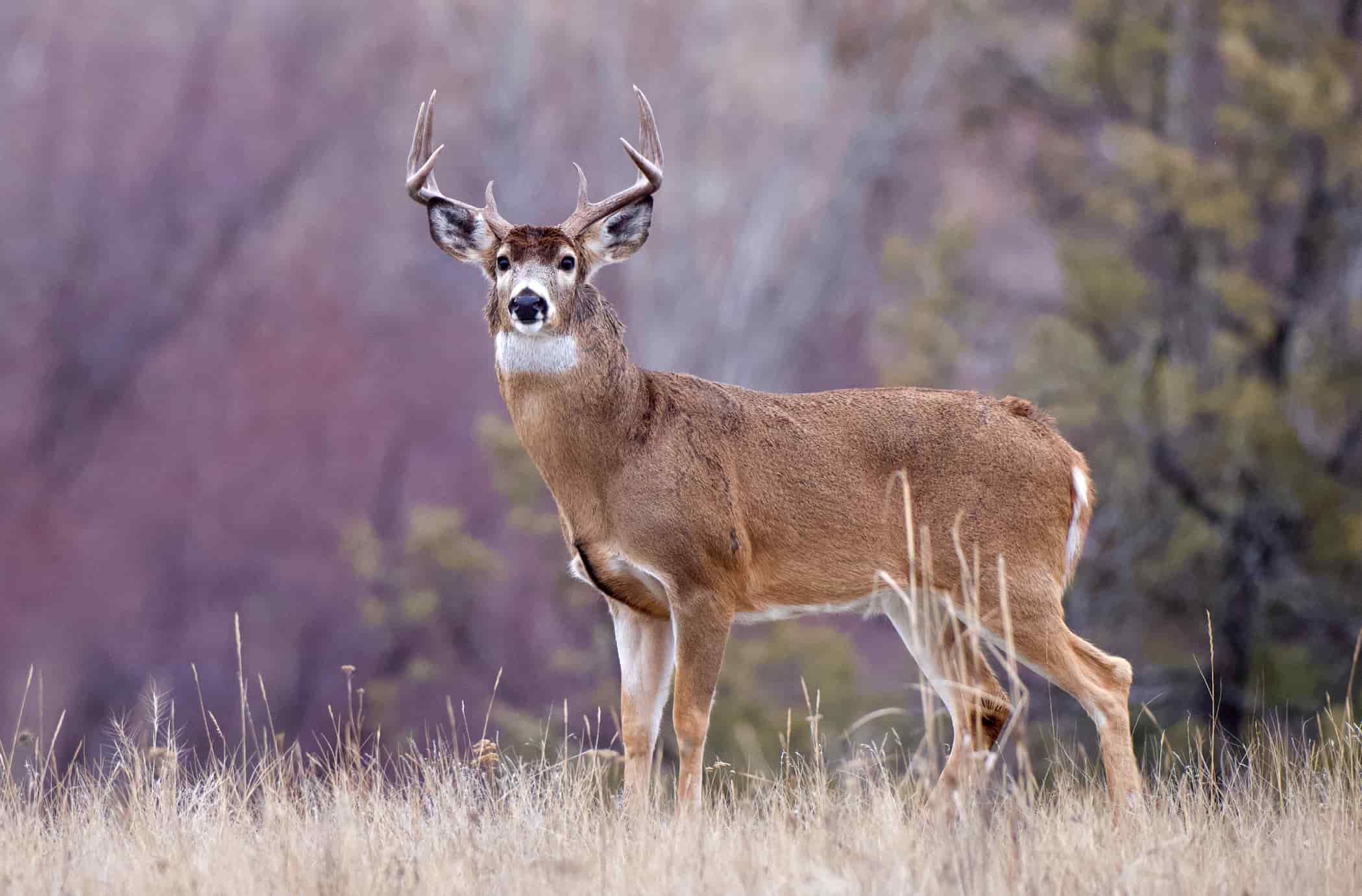 Image of a buck deer